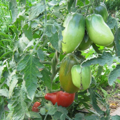 Siberische trojka-tomaat