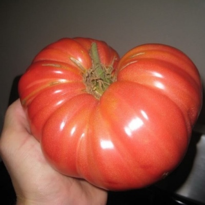 Siberische shangi-tomaat