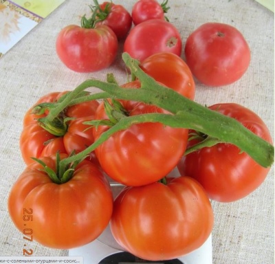 Siberian giant tomato