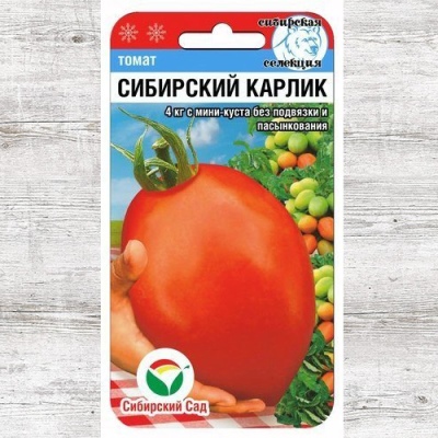 Siberian dwarf tomato
