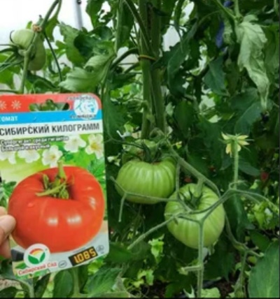 Kilogramo de tomate siberiano