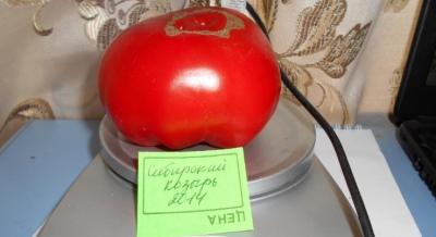 طماطم سيبيريا ترامب