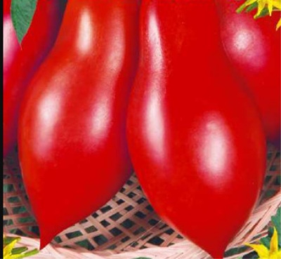 Sibiřská pirueta rajče