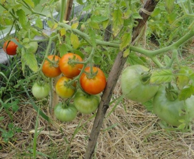 طماطم سيبيريا تنضج مبكرًا