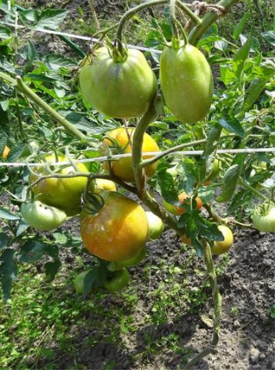 Milagro del tomate siberiano