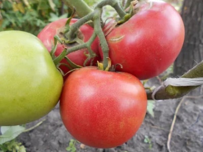 Tomate pomme de Sibérie