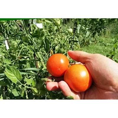 Cuento de tomate