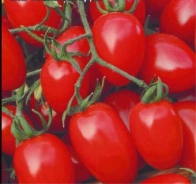 Tomatcreme rød