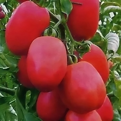 Tomatencrème Moskou