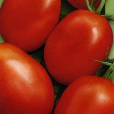 طماطم سليفوفكا