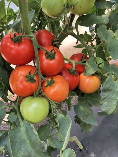 Ranura de tomate