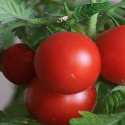 Camachuelo de tomate