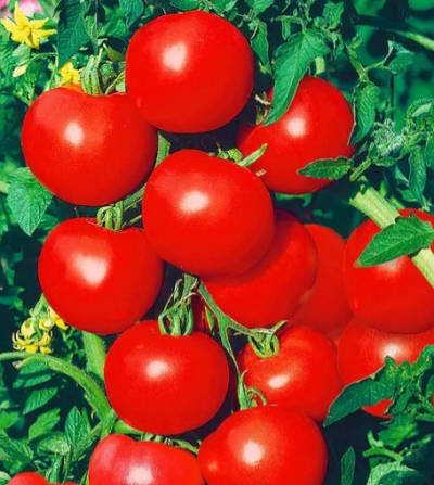 Nevadas de tomate