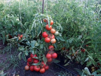 Tomaten-Schneemann