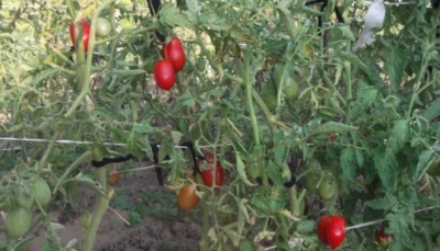 Solokha tomat