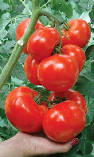 Envidia vecinal del tomate