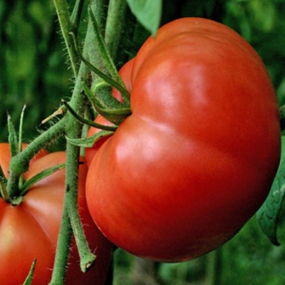 Tomaten Spetsnaz