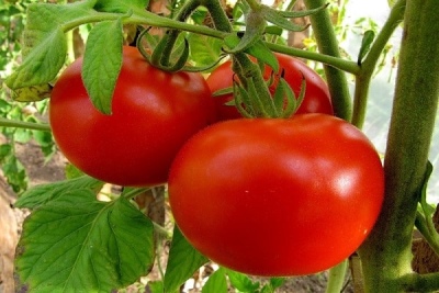 Minuteur de sprint de tomates
