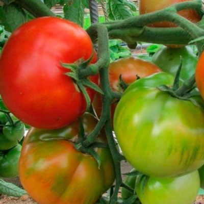 Tomat Staroselsky