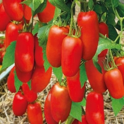 Tomato Sterlet