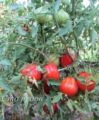 番茄百斤