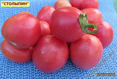 Stolypin de tomate