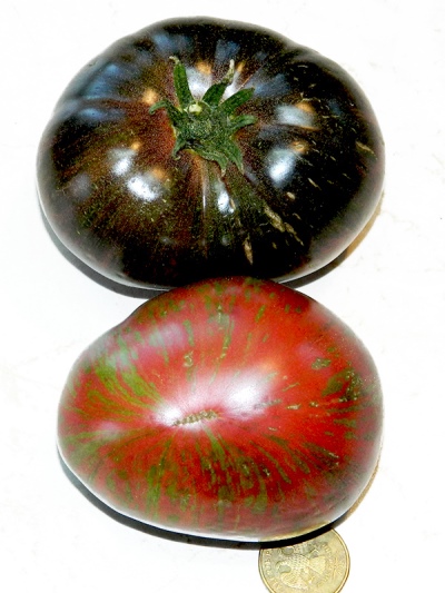 Tomaten Tanga