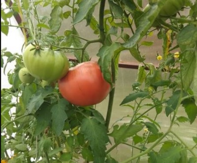 Tomate Sultane