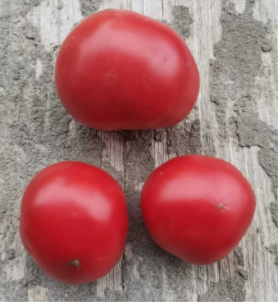 Tomate Super Klusha