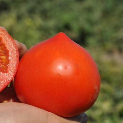 Supernova tomaat