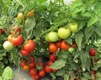 Superpremio de tomate