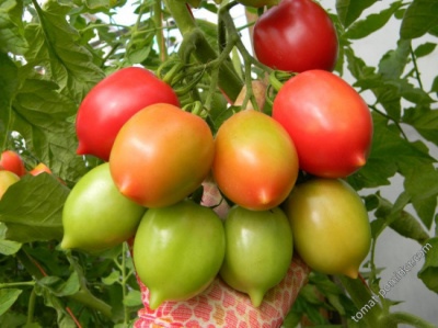 番茄 Syzran pipochka