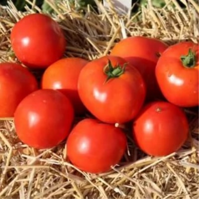 Tomato Tanya