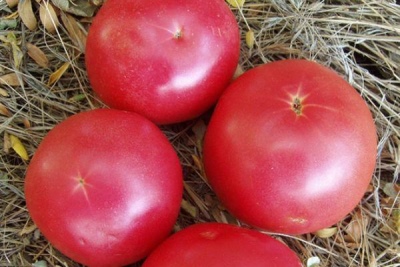 Tomaten Tarpan