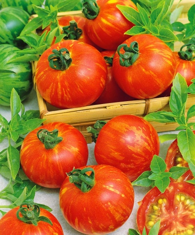 Tigrella tomaat