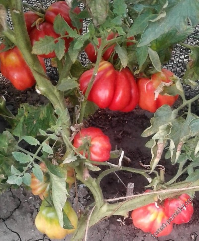 Tomato Tlacolula de Matamoros