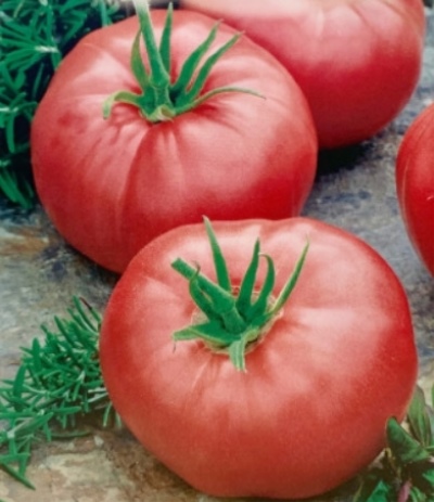Tomato Torbay