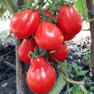 Tomatentruffel rood