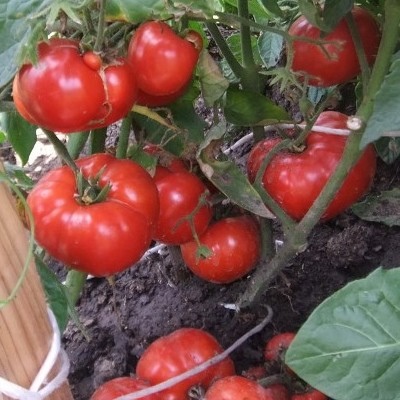 Tomato Turbojet