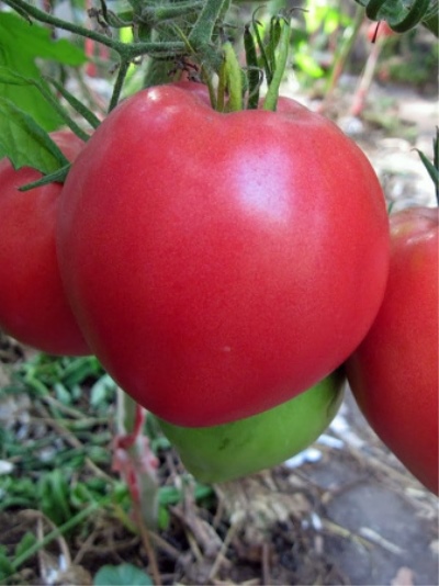 طماطم ثقيلة الوزن في سيبيريا