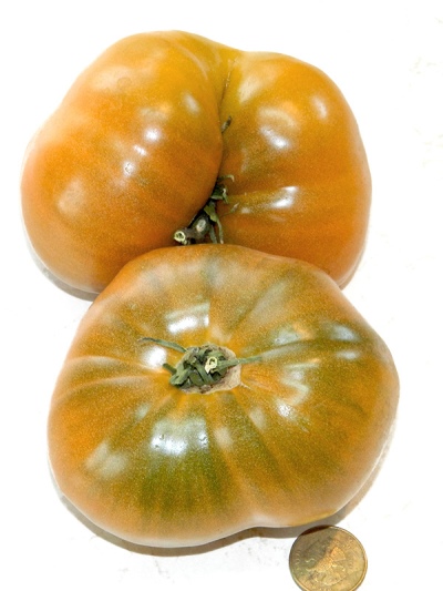 طماطم أولورو مغرة
