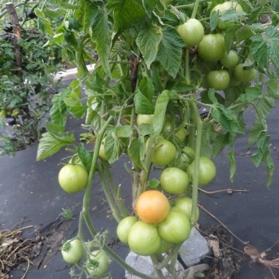 番茄独特的 Kulchitsky