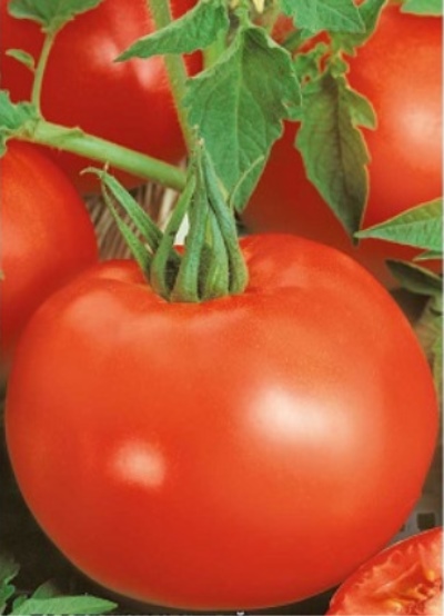 Tomate Ural