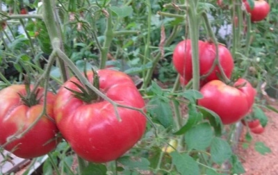 Ural giant tomato