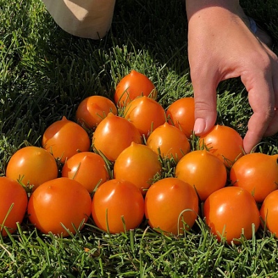 Tomaten Entlein