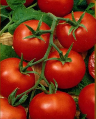 Tomatenouverture NK