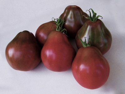 Tomate japanischer Trüffel schwarz