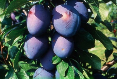Amers prune