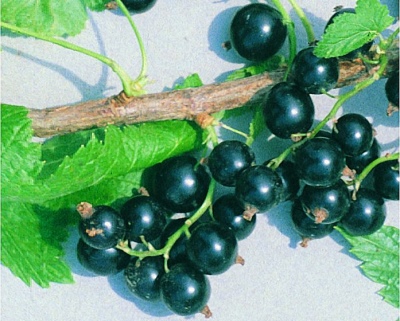 Ribes bielorusso dolce