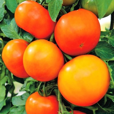 Tomaten-Tscheljabinsk-Meteorit